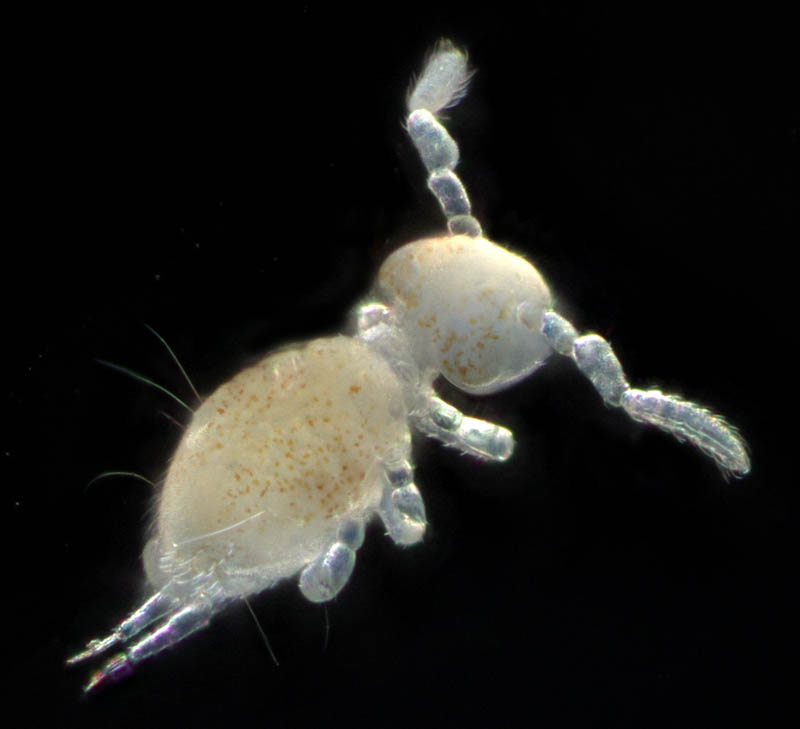 マルトビムシ亜目の１種（Symphypleona gen. sp.）