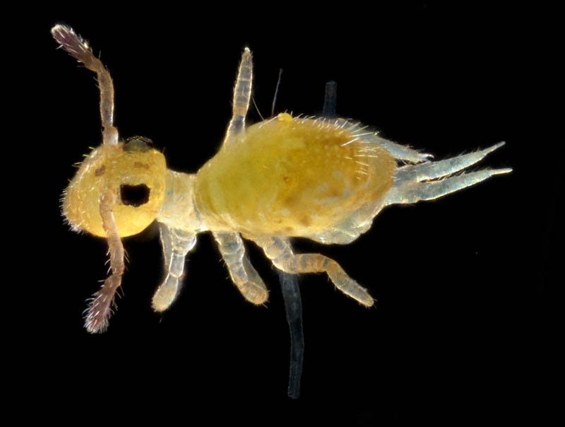 マルトビムシ亜目の１種（Symphypleona gen. sp.）