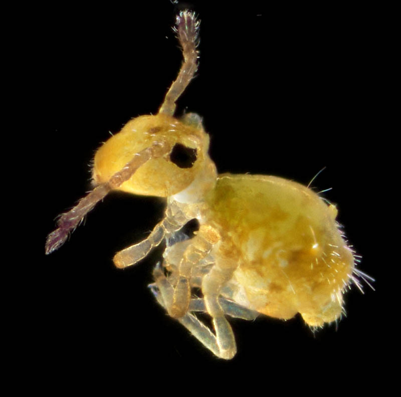 マルトビムシ亜目の１種（Symphypleona gen. sp.）