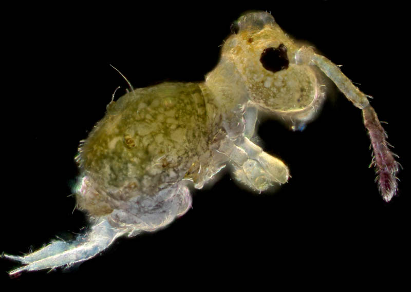 マルトビムシ亜目の１種（Symphypleona gen. sp.）