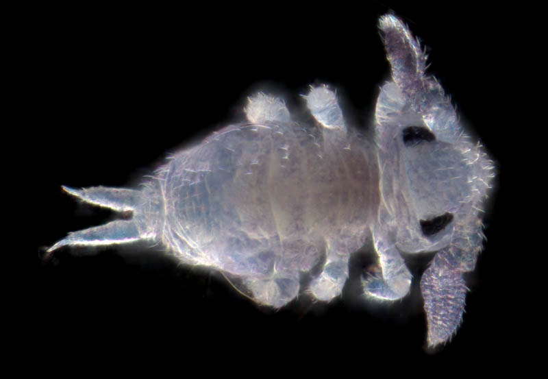 マルトビムシ亜目の１種（Symphypleona gen. sp.）