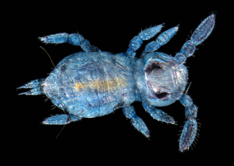 マルトビムシ亜目の１種（Symphypleona gen. sp.）