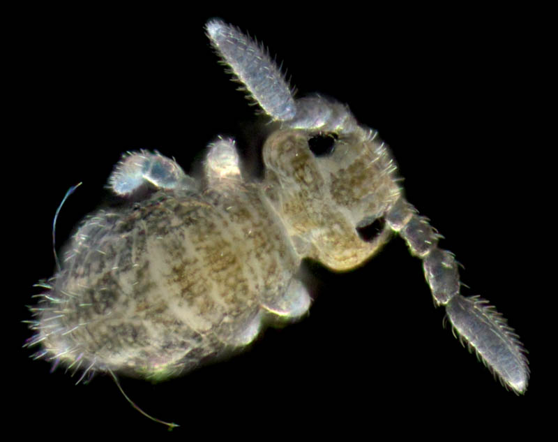 マルトビムシ亜目の１種（Symphypleona gen. sp.）