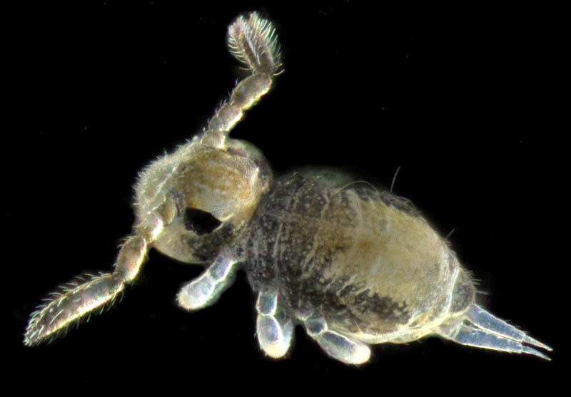 マルトビムシ亜目の１種（Symphypleona gen. sp.）