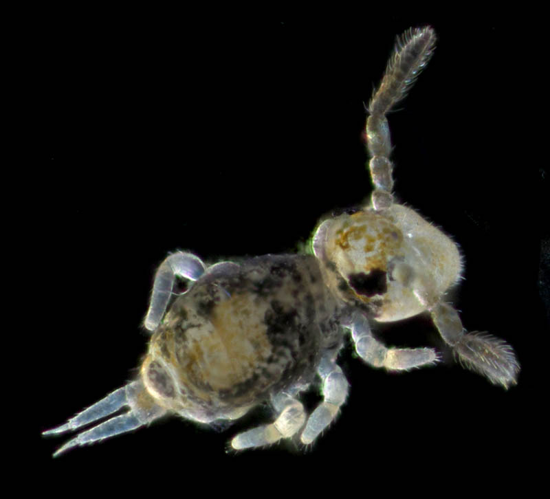 マルトビムシ亜目の１種（Symphypleona gen. sp.）