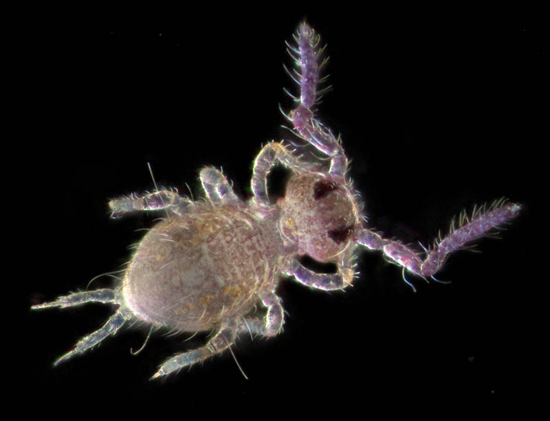 マルトビムシ亜目の１種（Symphypleona gen. sp.）