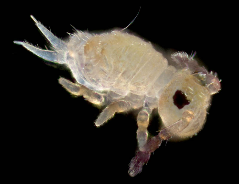 マルトビムシ亜目の１種（Symphypleona gen. sp.）