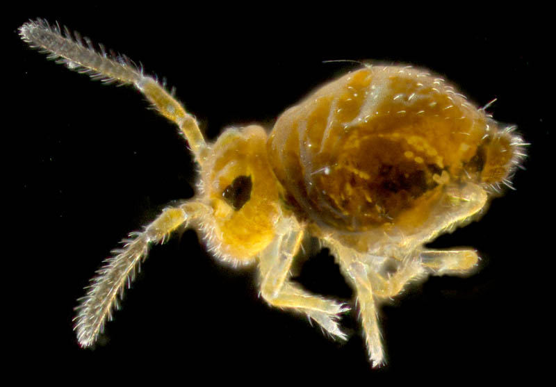 マルトビムシ亜目の１種（Symphypleona gen. sp.）