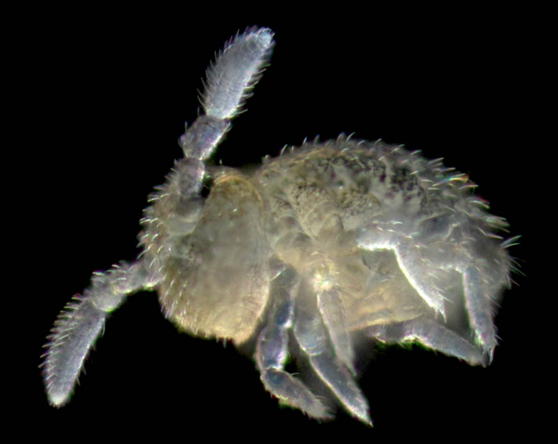 マルトビムシ亜目の１種（Symphypleona gen. sp.）