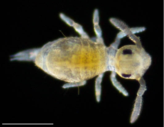 マルトビムシ亜目の１種（Symphypleona gen. sp.）