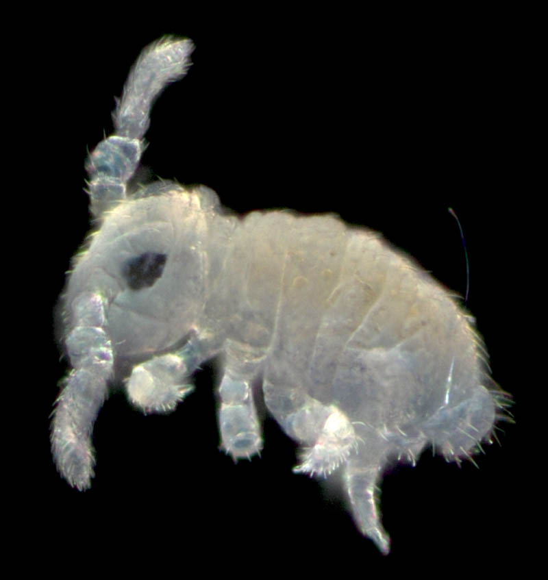 マルトビムシ亜目の１種（Symphypleona gen. sp.）