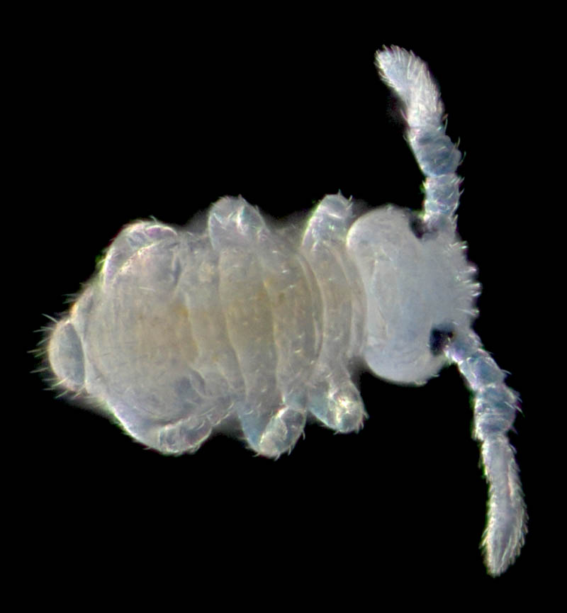 マルトビムシ亜目の１種（Symphypleona gen. sp.）