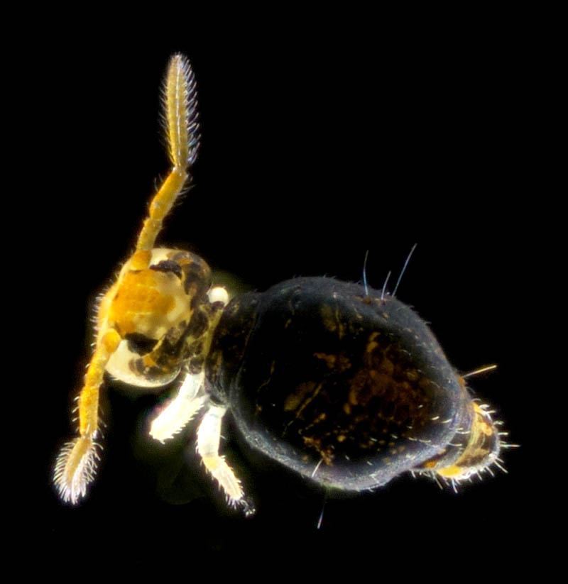 マルトビムシ亜目の１種（Symphypleona gen. sp.）