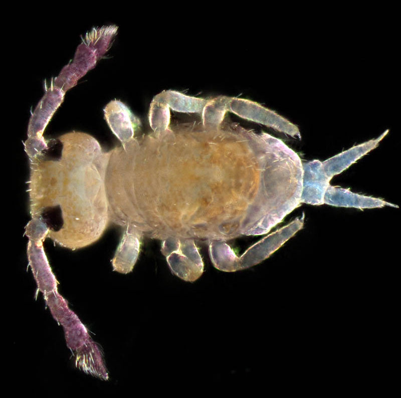 マルトビムシ亜目の１種（Symphypleona gen. sp.）