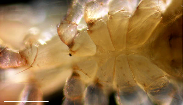 ムネトゲツチカニムシ (Tyrannochthonius japonicus)