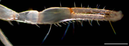 ムネトゲツチカニムシ (Tyrannochthonius japonicus)