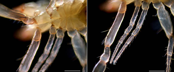 ムネトゲツチカニムシ (Tyrannochthonius japonicus)