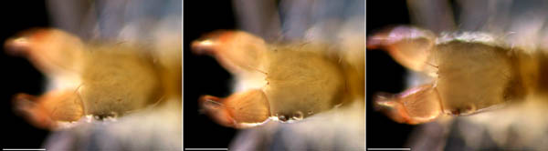 ムネトゲツチカニムシ (Tyrannochthonius japonicus)