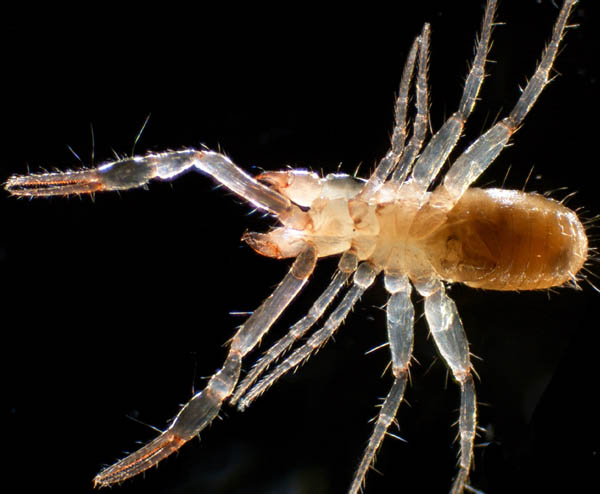 ムネトゲツチカニムシ (Tyrannochthonius japonicus)