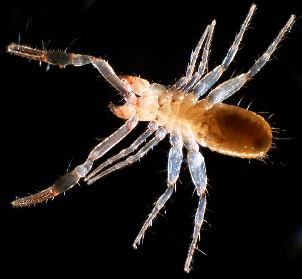 ムネトゲツチカニムシ (Tyrannochthonius japonicus)