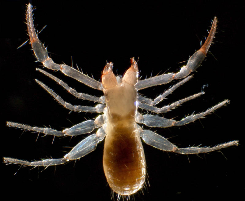 ムネトゲツチカニムシ (Tyrannochthonius japonicus)