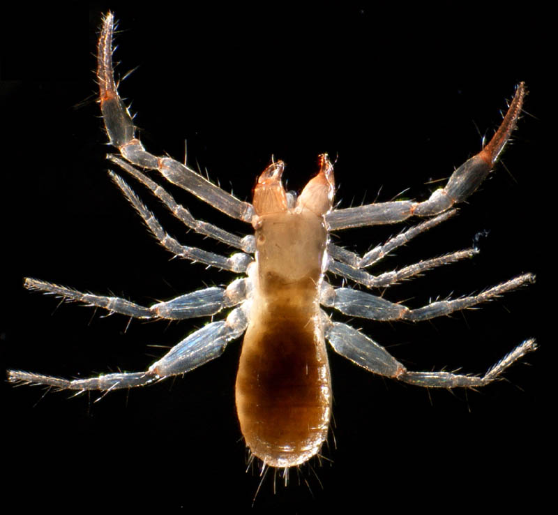 ムネトゲツチカニムシ (Tyrannochthonius japonicus)