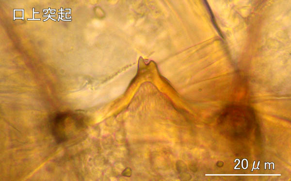 ムネトゲツチカニムシ (Tyrannochthonius japonicus)