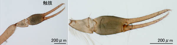 ムネトゲツチカニムシ (Tyrannochthonius japonicus)