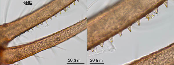 ムネトゲツチカニムシ (Tyrannochthonius japonicus)
