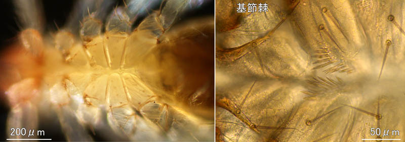 ムネトゲツチカニムシ (Tyrannochthonius japonicus)