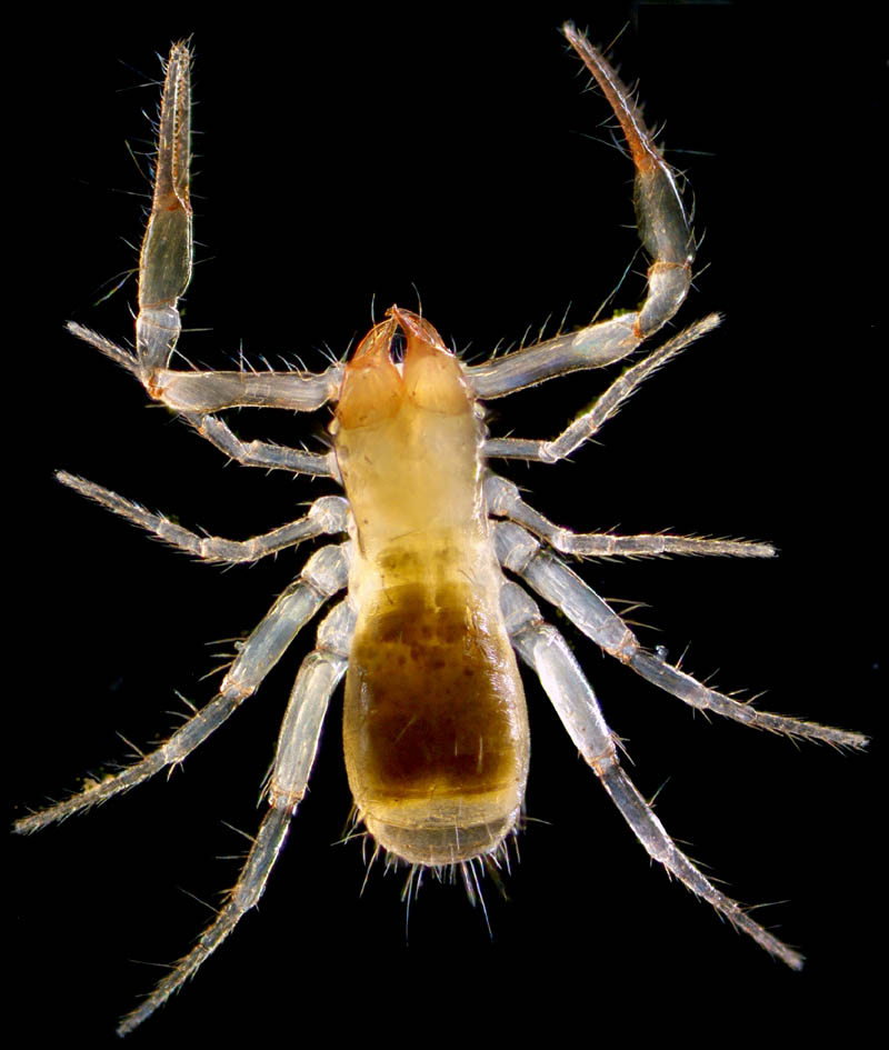 ムネトゲツチカニムシ (Tyrannochthonius japonicus)