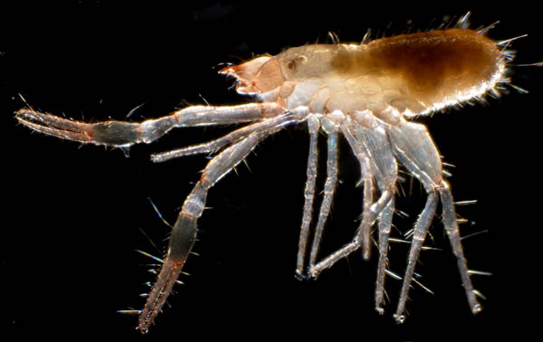 ムネトゲツチカニムシ (Tyrannochthonius japonicus)