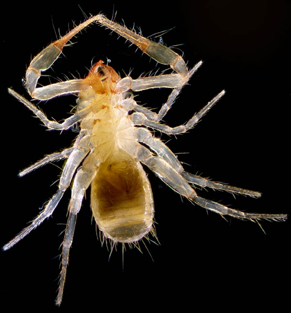 ムネトゲツチカニムシ (Tyrannochthonius japonicus)