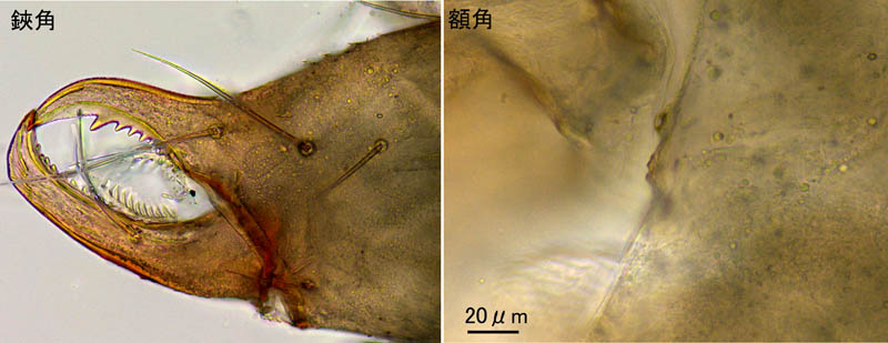 ムネトゲツチカニムシ (Tyrannochthonius japonicus)