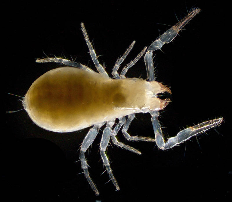 ムネトゲツチカニムシ (Tyrannochthonius japonicus)