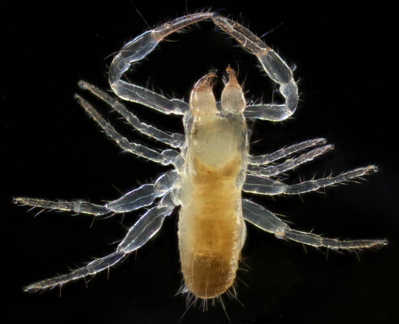 ムネトゲツチカニムシ (Tyrannochthonius japonicus)