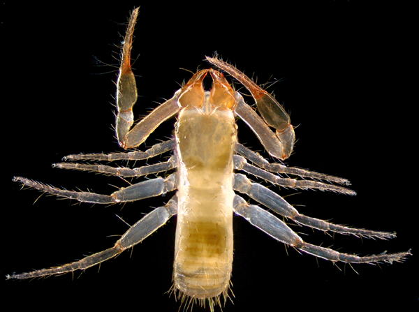 ムネトゲツチカニムシ (Tyrannochthonius japonicus)