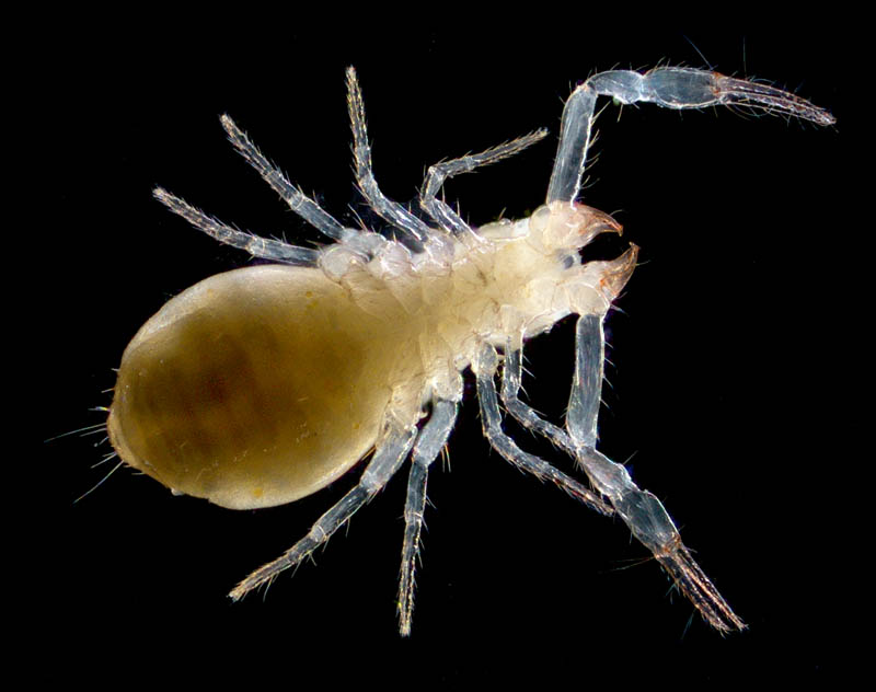 ムネトゲツチカニムシ (Tyrannochthonius japonicus)