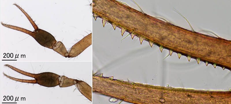 ムネトゲツチカニムシ (Tyrannochthonius japonicus)