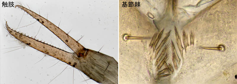 ムネトゲツチカニムシ (Tyrannochthonius japonicus)