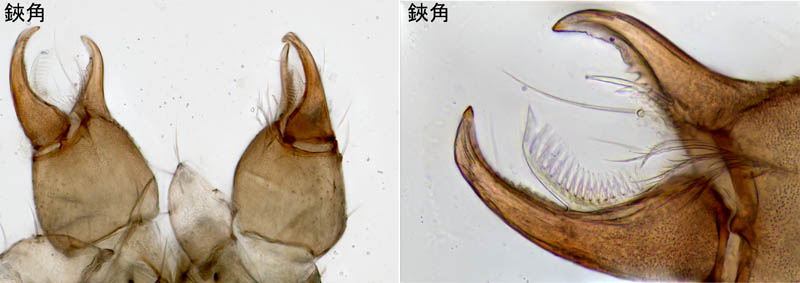 ムネトゲツチカニムシ (Tyrannochthonius japonicus)