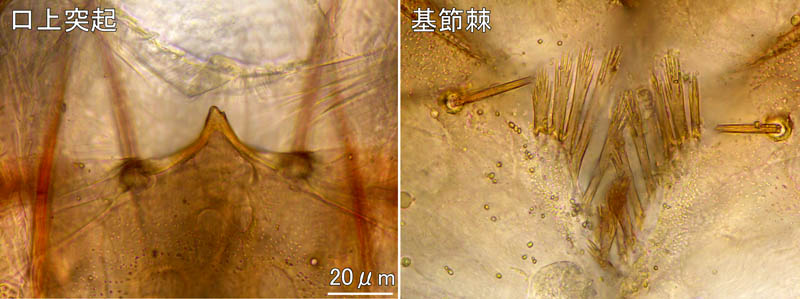 ムネトゲツチカニムシ (Tyrannochthonius japonicus)