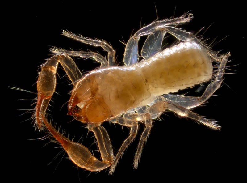 ニホンカブトツチカニムシ (Mundochthonius japonicus)