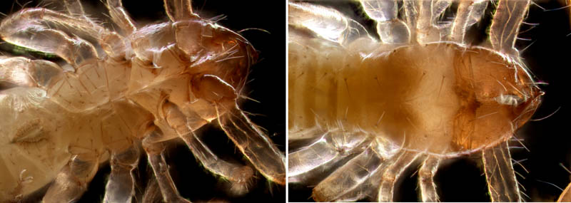 ニホンカブトツチカニムシ (Mundochthonius japonicus)