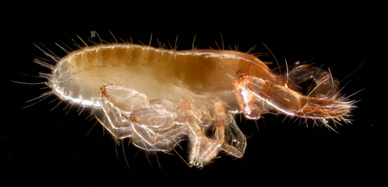 ニホンカブトツチカニムシ (Mundochthonius japonicus)