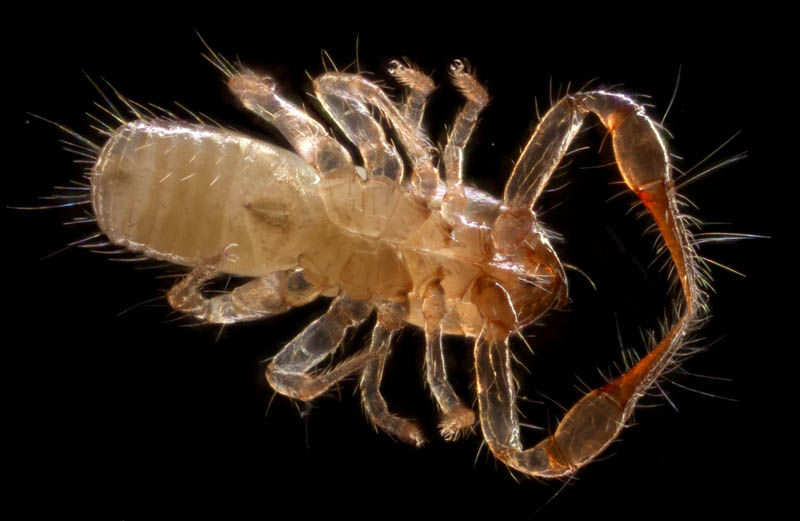 ニホンカブトツチカニムシ (Mundochthonius japonicus)