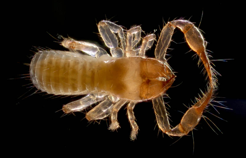 ニホンカブトツチカニムシ (Mundochthonius japonicus)