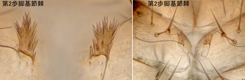 ニホンカブトツチカニムシ (Mundochthonius japonicus)