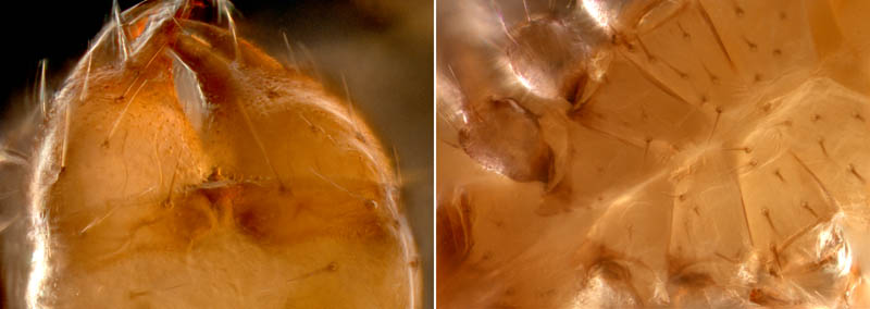 ニホンカブトツチカニムシ (Mundochthonius japonicus)