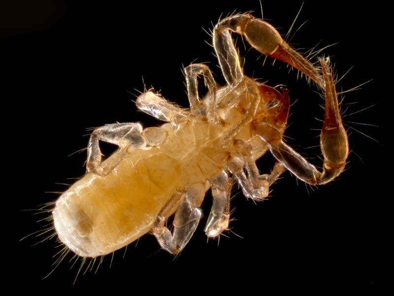 ニホンカブトツチカニムシ (Mundochthonius japonicus)